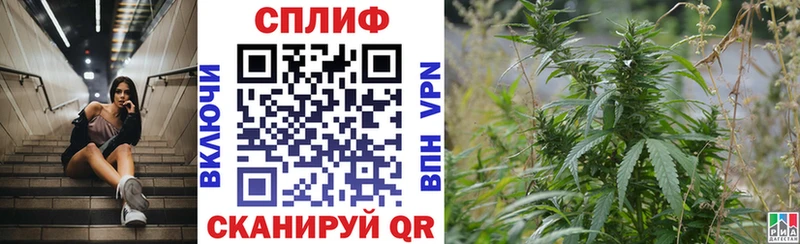 Конопля гибрид Чегем